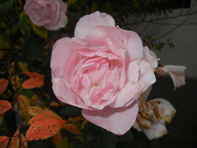 Rose Queen Elisabeth (2016, Oct.06)