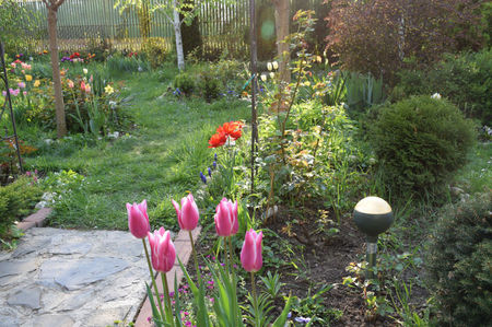 Akita tulips !? Parca nu sunt....