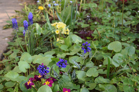 Pulmonaria Anderson