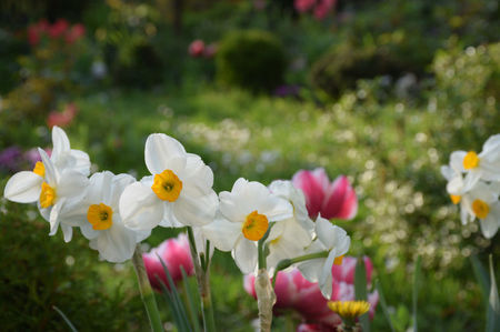 Narcise Flower record