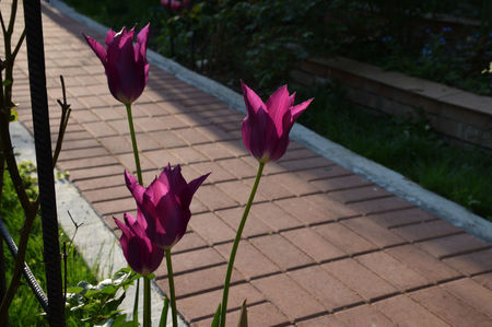 Purple dream