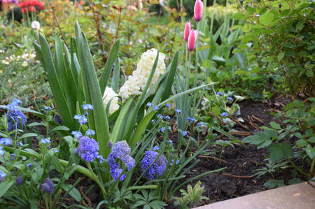 Muscari Fantasy creation