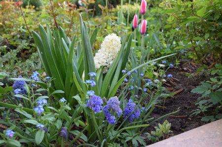 Zambila Aioles si Pepermint Stick tulip