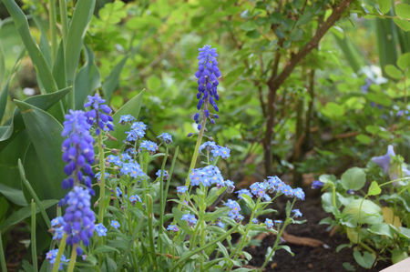 Muscari Azureum si Myosotis