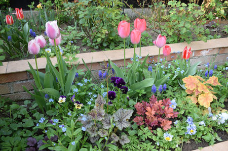 Olioules si Carola tulips