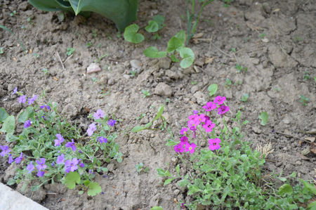 Aubrieta Kitte Blue si Aubrieta Regado
