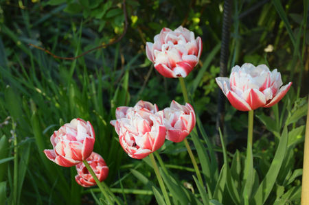 Horizon tulips din 2015...