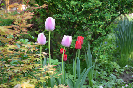 Olioulles si Ille de France tulips