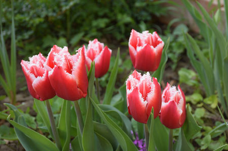 Canasta tulips