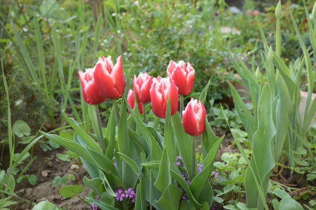 Canasta tulips