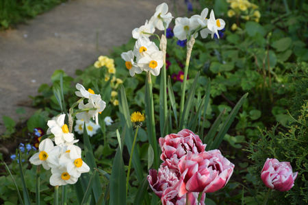 Narcise Flower record