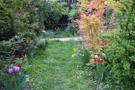 Acer Katsura