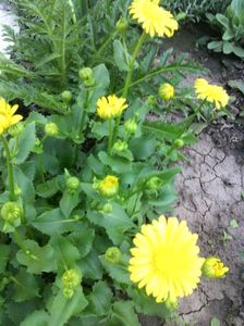 doronicum orientale