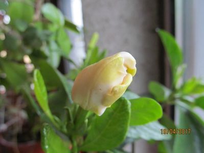 gardenia Vietnamesis