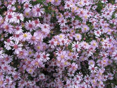 Aster-Coombe-Fishacre