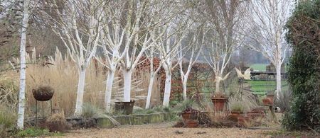 Birches_Grayswood Ghost