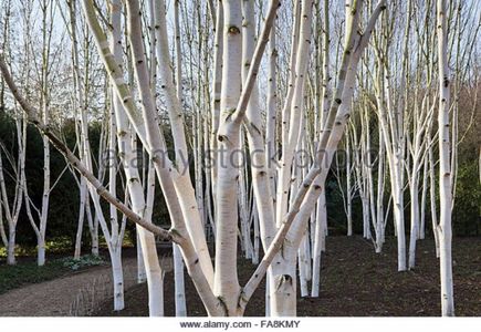 copse-of-betula-utilis-var-jacquemontii-in-february-at-anglesey-abbey-fa8kmy