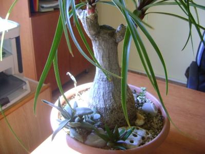 Beaucarnea recurvata