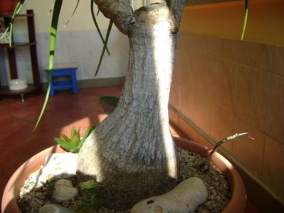 Beaucarnea recurvata