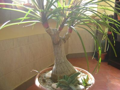 Beaucarnea recurvata