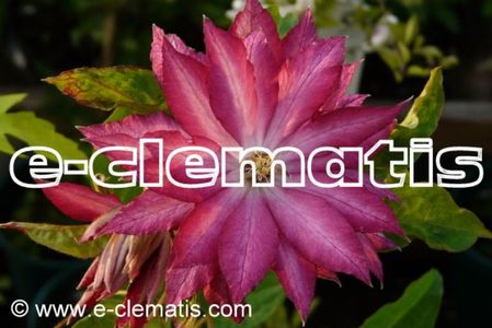 Clematis Kaen