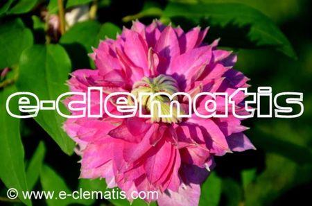 Clematis Kaiser 'PBRcont-1m