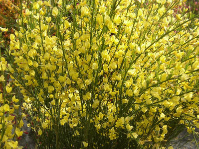 Cytisus All Gold flower