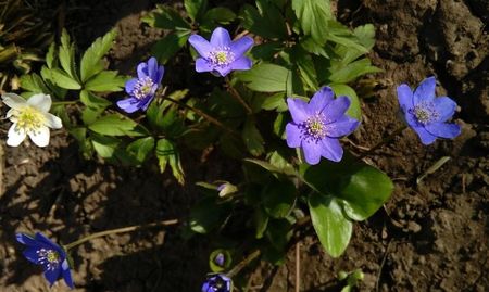 hepatica nobilis & anemone sylvestris