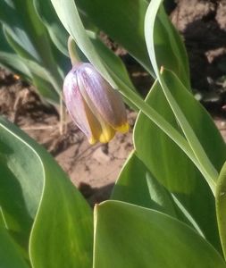 fritillaria uva-vulpis