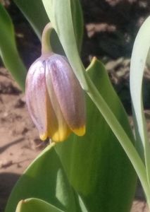 fritillaria uva-vulpis