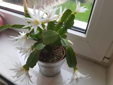 Rhipsalidopsis- Cactusul de Paste