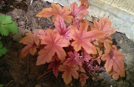 heucherella brass lantern