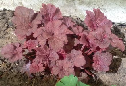 heuchera cajun fire