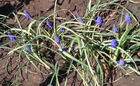 muscari(zambila motata)