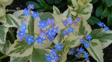 Brunnera macrophylla Variegata