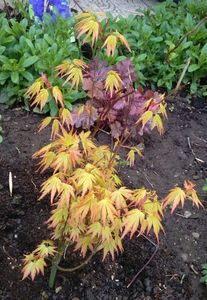 Acer palmatum 'Orange Dream'