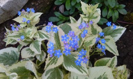 Brunnera macrophylla Variegata