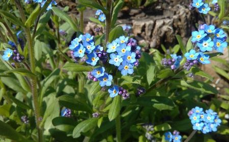 myosotis