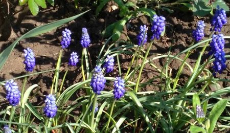 muscari(zambila motata)