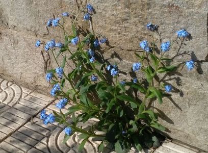 myosotis