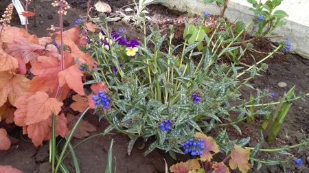 Pulmonaria longifolia EB Anderson