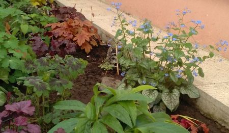 Geranium phaeum Samobor, heuchera, Brunnera macrophylla 'Jack Frost'