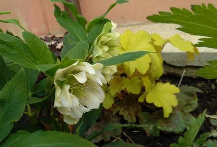 Helleborus Double Ellen White Spotted