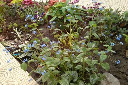 Brunnera macrophylla 'Jack Frost'