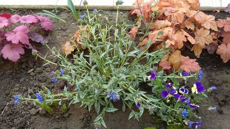 Pulmonaria longifolia EB Anderson