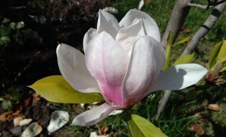 Magnolia soulangeana