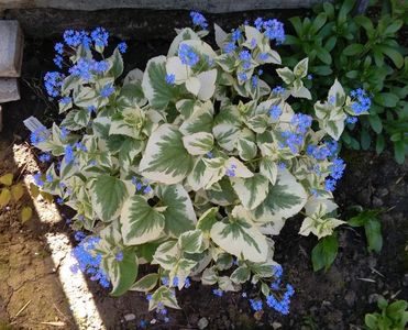 Brunnera macrophylla Variegata