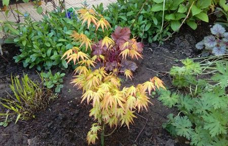 Acer palmatum 'Orange Dream'