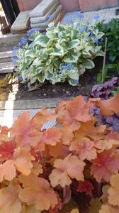 Brunnera macrophylla Variegata+heuchera caramel