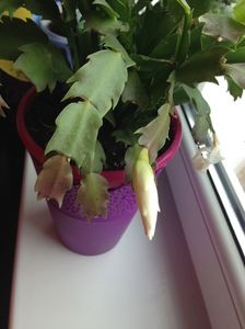 Craciunita sau Schlumbergera